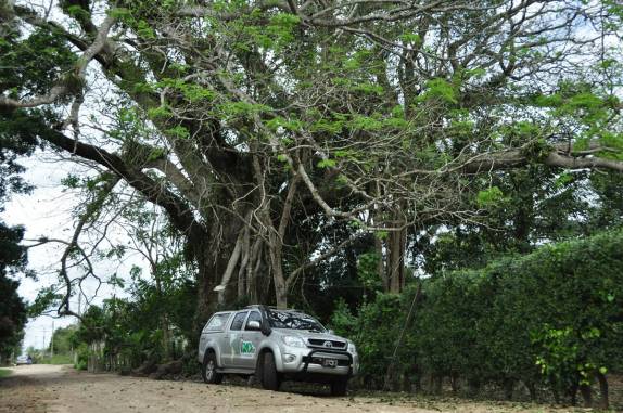 A Fiona descansa tranquilamente sobre a quase milenar árvore do tempo dos mayas, em Chiquila, costa norte do Yucatán, no México
